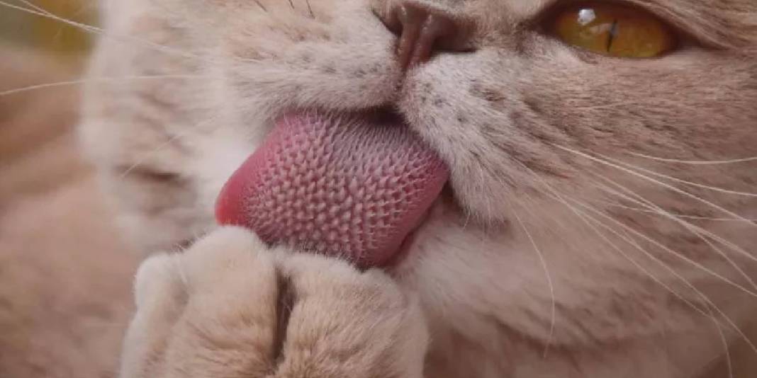 Kediler neden kendini yalar? Asıl sebep belli oldu: Sadece hijyen değilmiş! 4